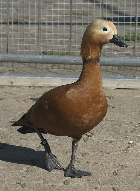 理层面若能